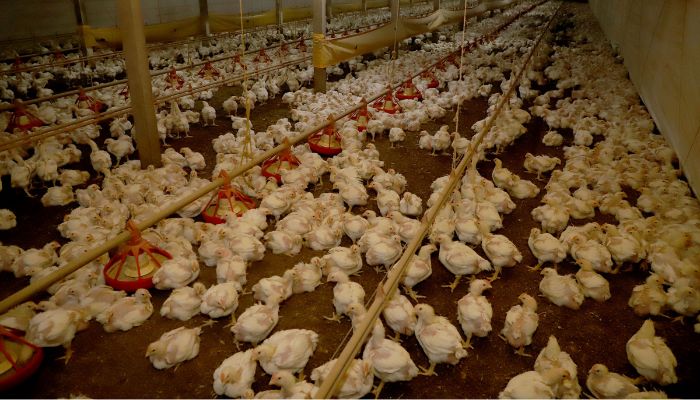  Estado e Seara anunciam R$ 475 milhões para impulsionar cadeia produtiva de frango no Paraná